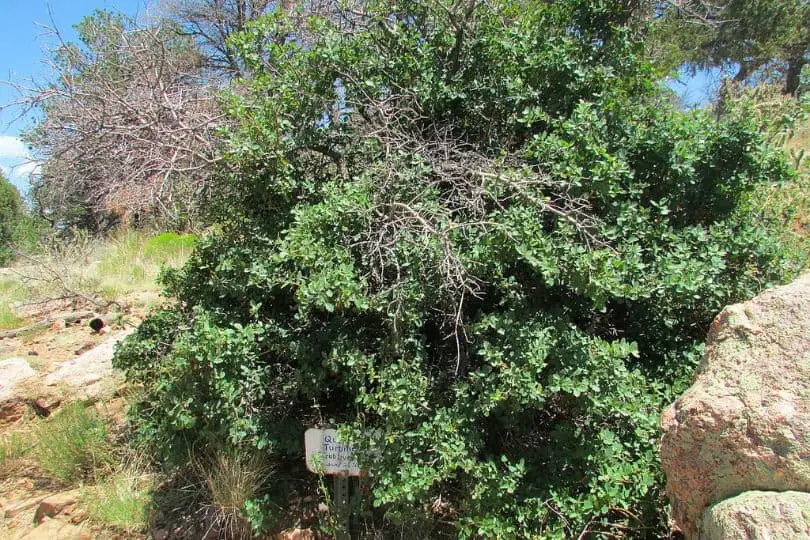 Shrub Live Oak