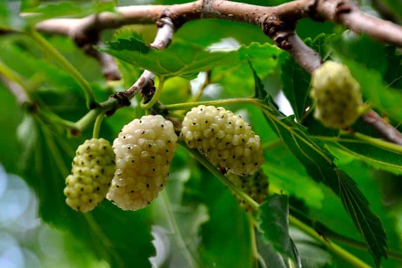 White Mulberry Tree