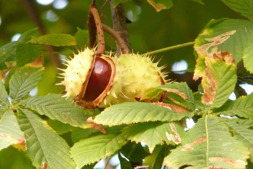 American Chestnut