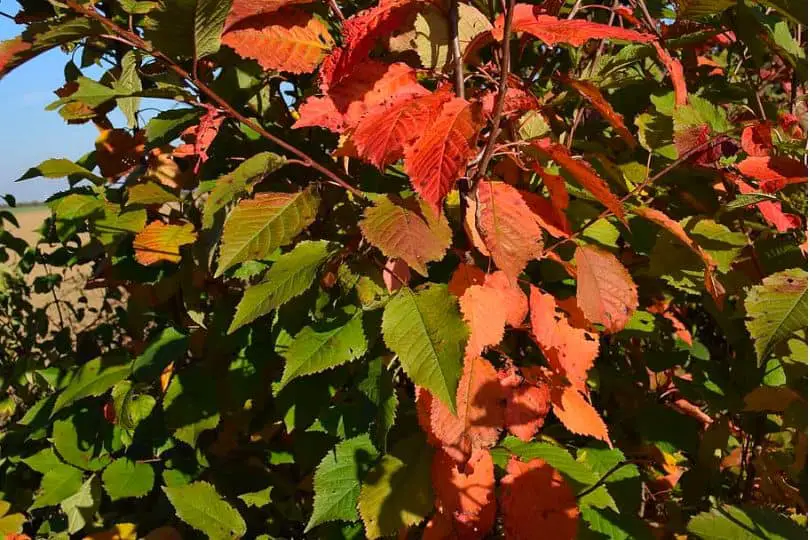 American Hazelnut Fall Leaves