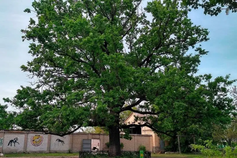 Arkansas Oak