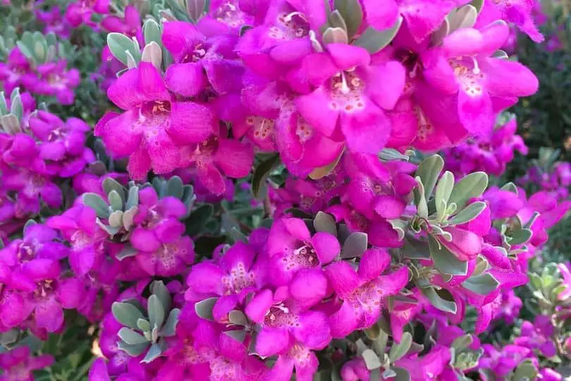 Autumn Sage Flowers