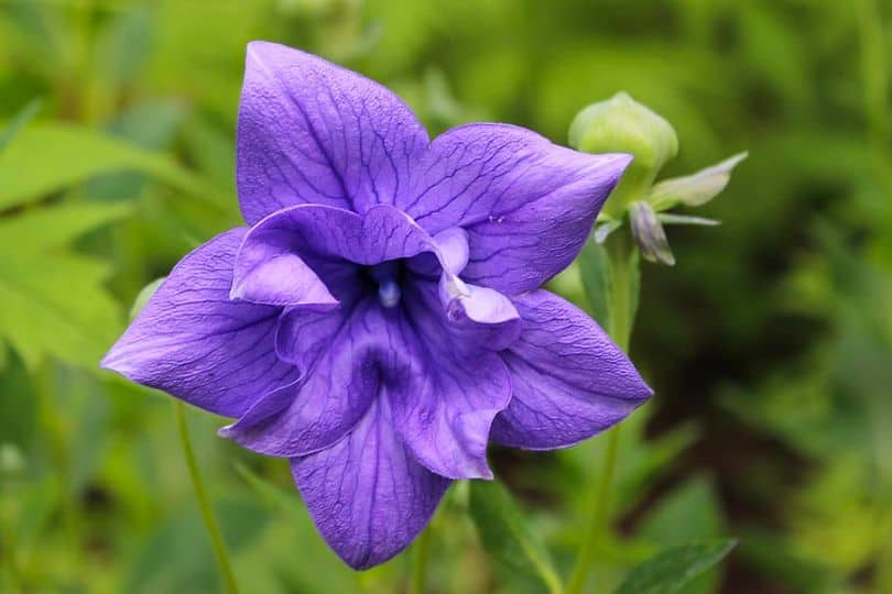 Balloon Flowers