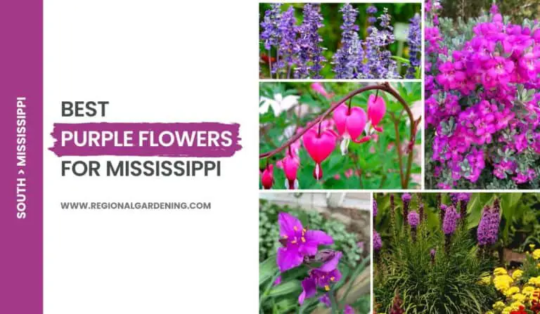 16 Purple Flowers In Mississippi Gardens (Photos & Care Tips)