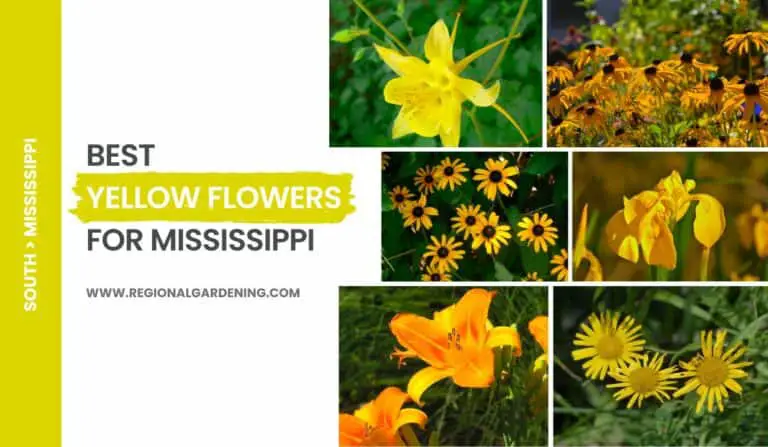 15 Common Yellow Flowers In Mississippi (With Photos & Tips)