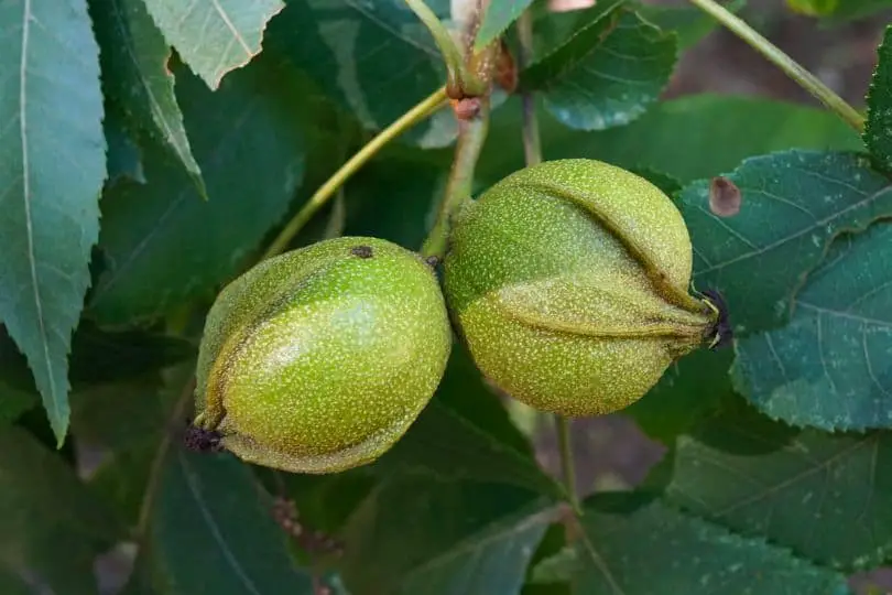 Bitternut Hickory Nuts