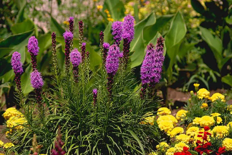 Blazing Star Flowers