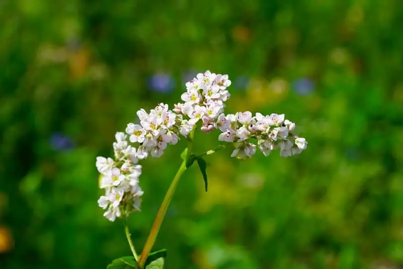 Buckwheat Flowers