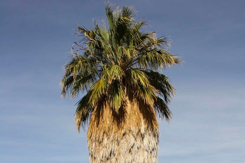 California Fan Palm