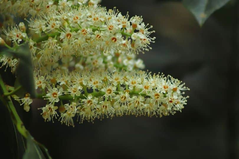 Carolina Laurel Cherry Flowers