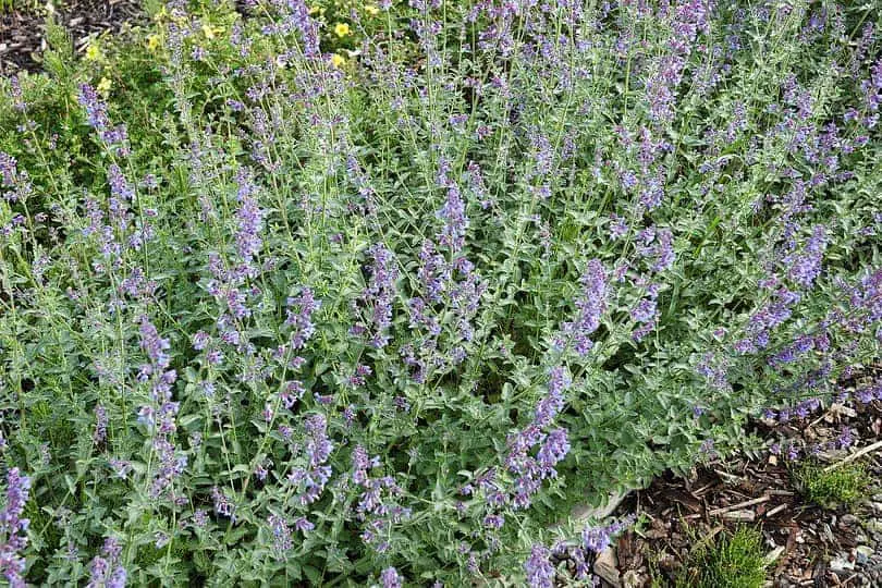 Catmint Flower