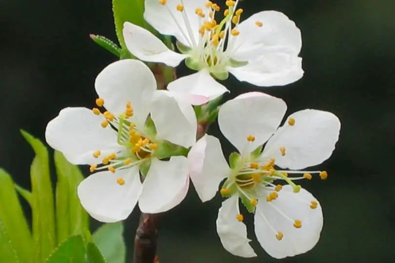 Chickasaw Plum Flowers