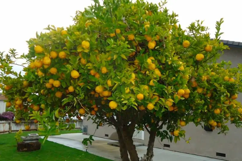 Citrus Tree