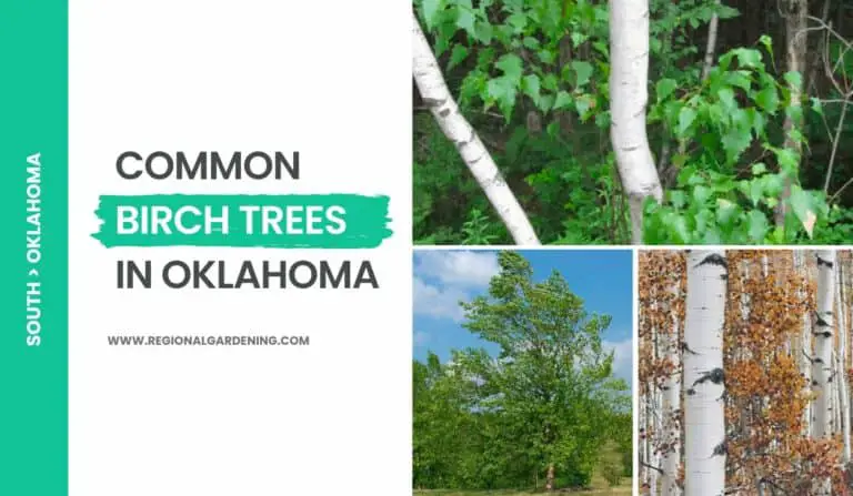 3 Common Birch Trees In Oklahoma (Native & Non-Native Varieties)