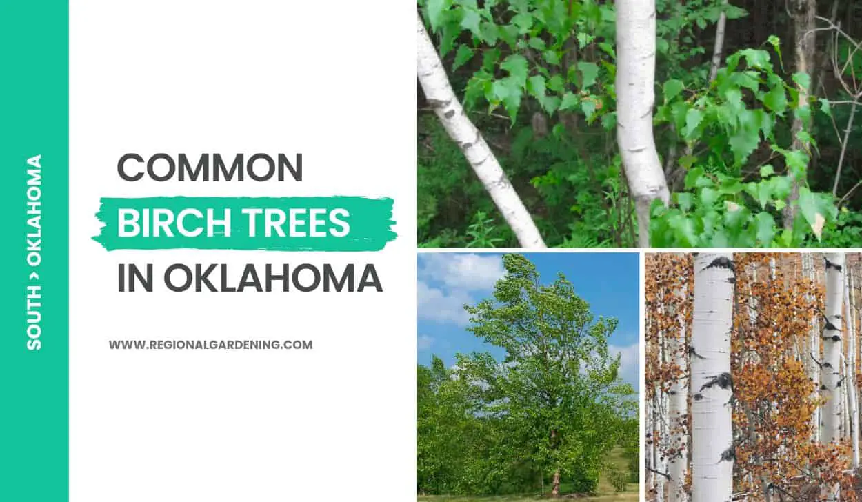 Common Birch Trees In Oklahoma