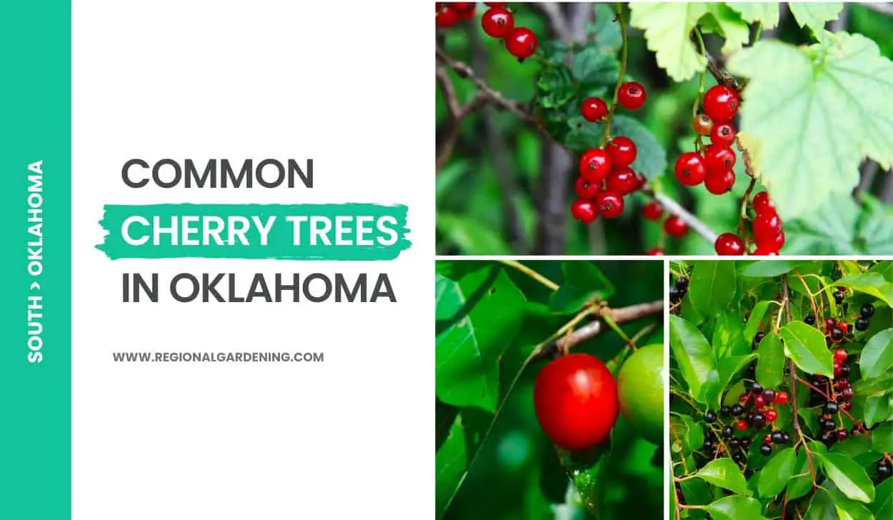 Common Cherry Trees In Oklahoma