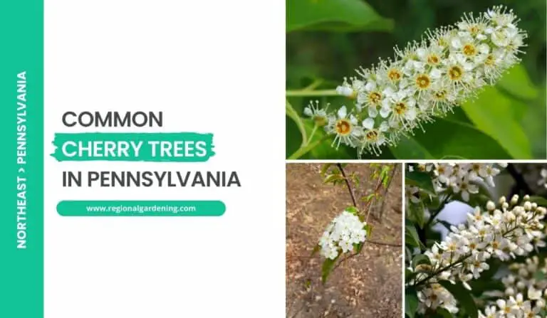 3 Native Cherry Trees In Pennsylvania (Photos & Identification)