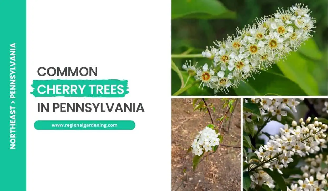 Common Cherry Trees In Pennsylvania