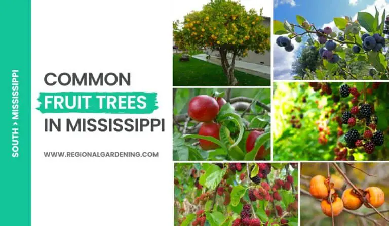 12 Best Fruit Trees In Mississippi (With Photos)