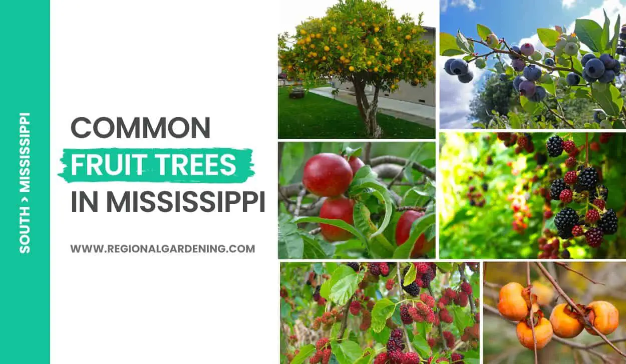 Common Fruit Trees In Mississippi