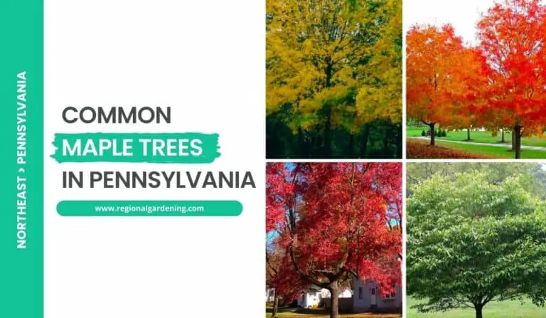 7 Common Maple Trees In Pennsylvania (Photos & Identification)