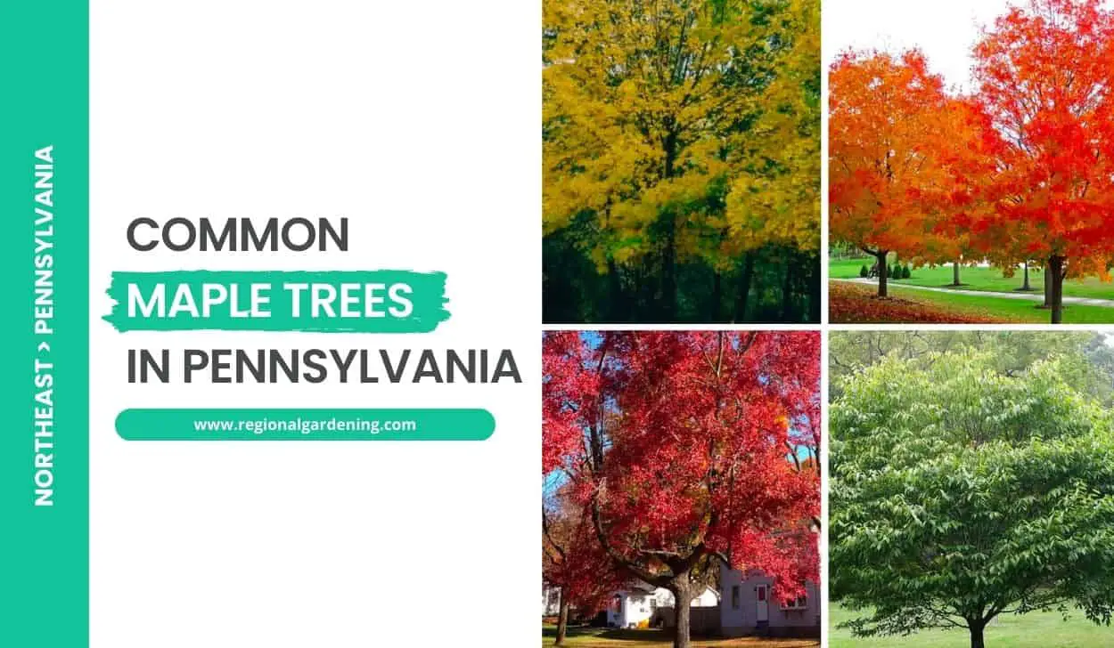 Common Maple Trees In Pennsylvania