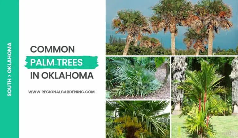6 Common Palm Trees In Oklahoma (Photos & Identification)