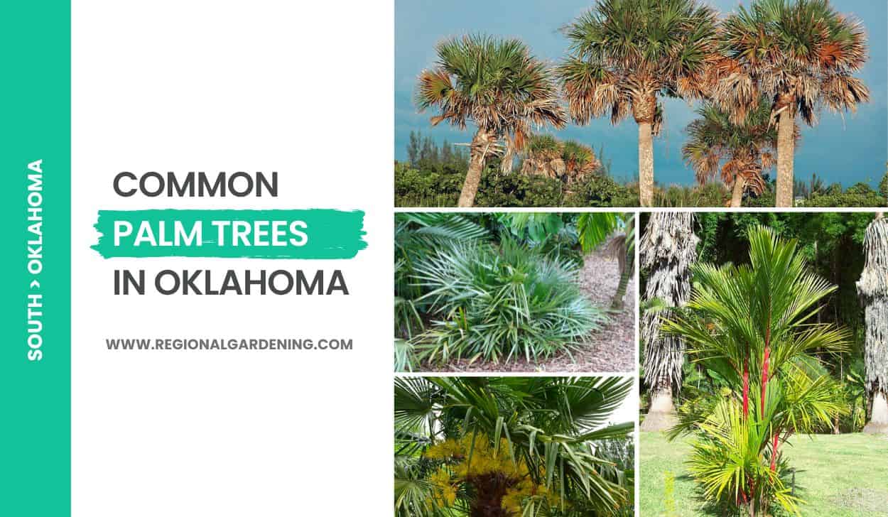 Common Palm Trees In Oklahoma