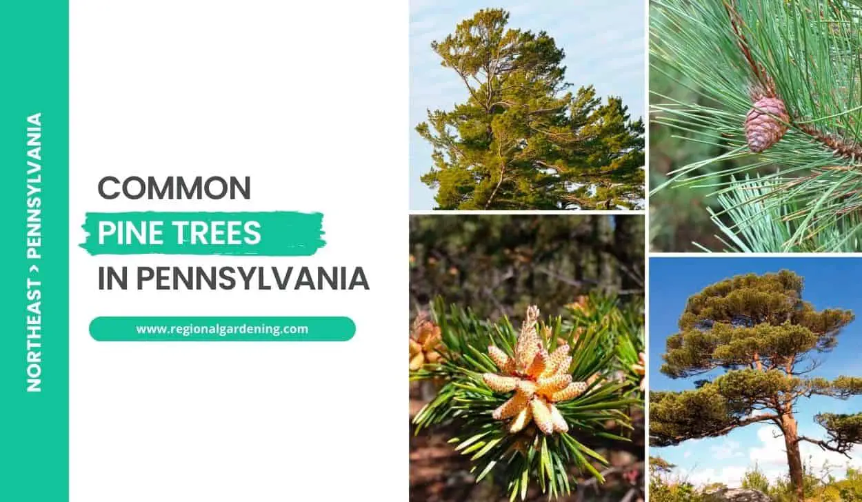 Common Pine Trees In Pennsylvania