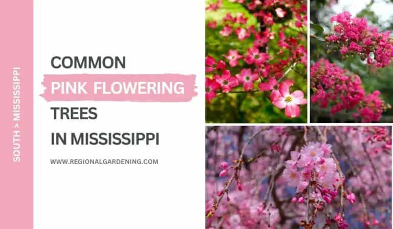 6 Common Pink Flowering Trees In Mississippi (With Pictures)