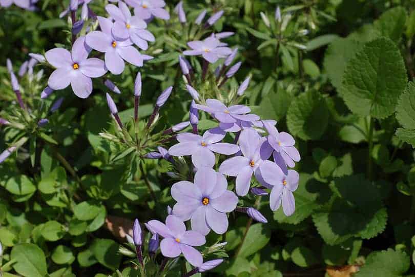 Creeping Phlox Flower