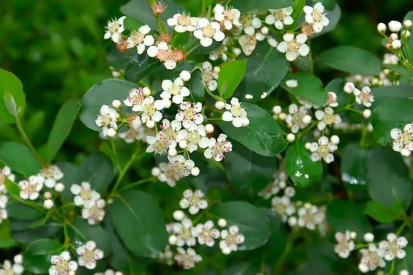 Deciduous Holly Flowers