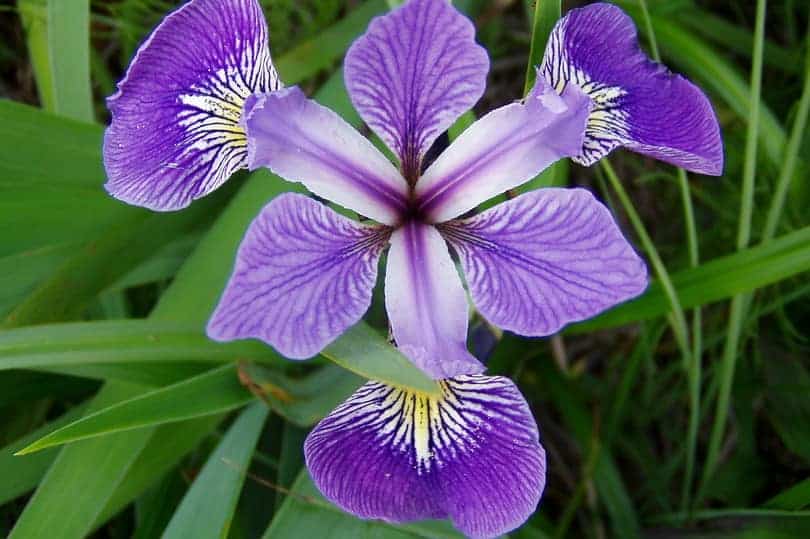 Dwarf Iris Flower