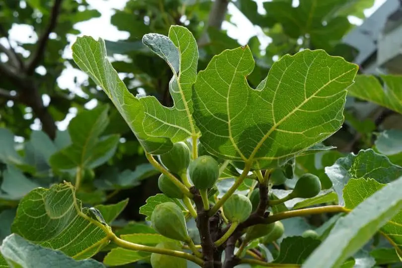 Fig Tree