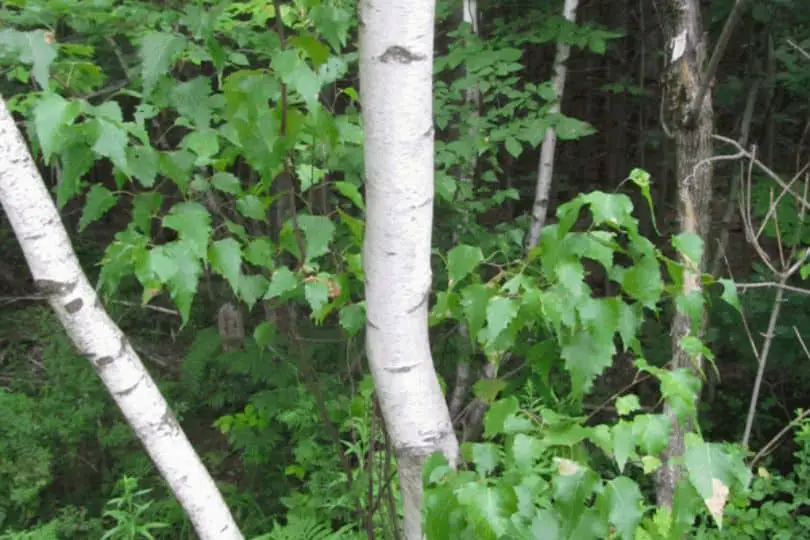 Gray Birch