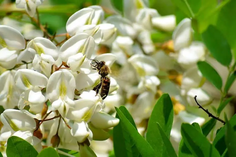 Honey Locust Flowers