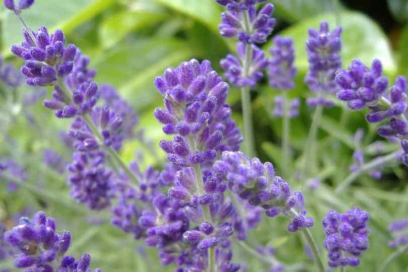 Lavender Flower