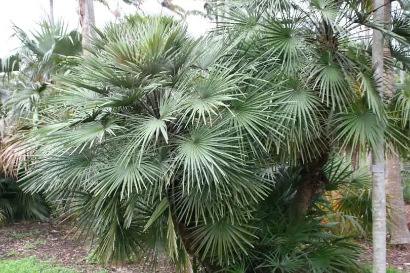 Mediterranean Fan Palm