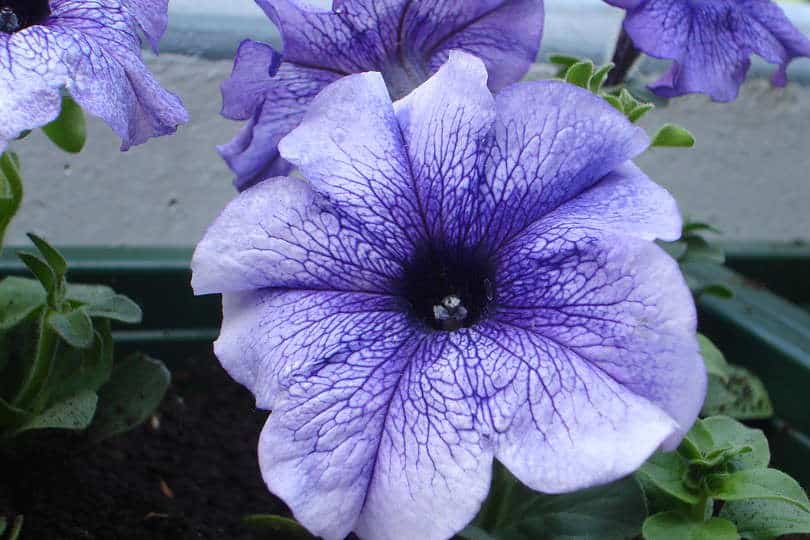 Mexican Petunia Flower