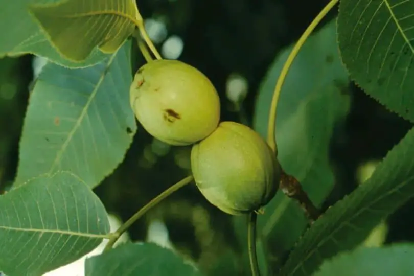 Mockernut Hickory Nuts