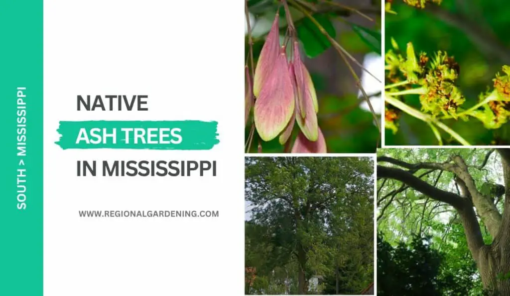 5 Native Ash Trees In Mississippi Photos Identification Regional