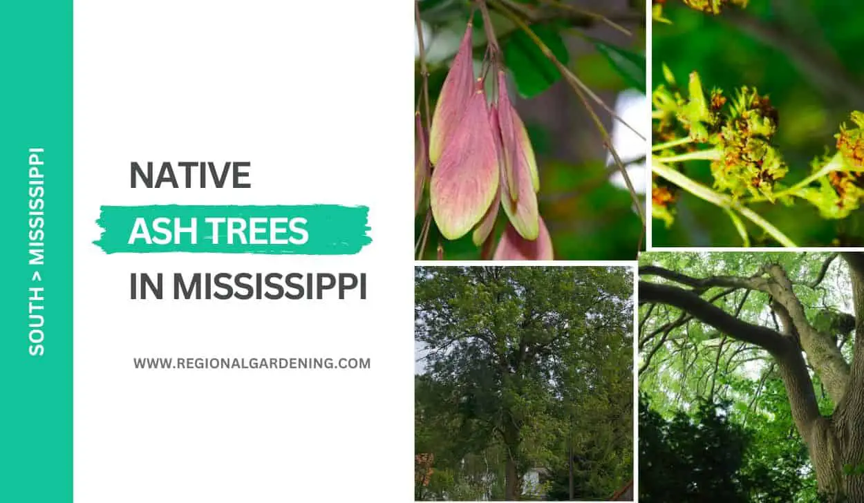Native Ash Trees In Mississippi