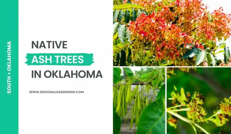 4 Native Ash Trees In Oklahoma (Photos & Identification)