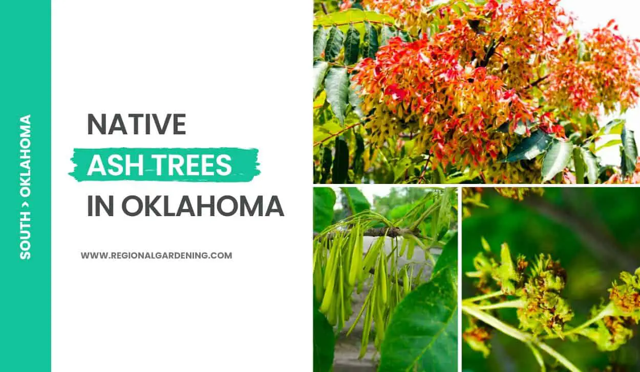 Native Ash Trees In Oklahoma