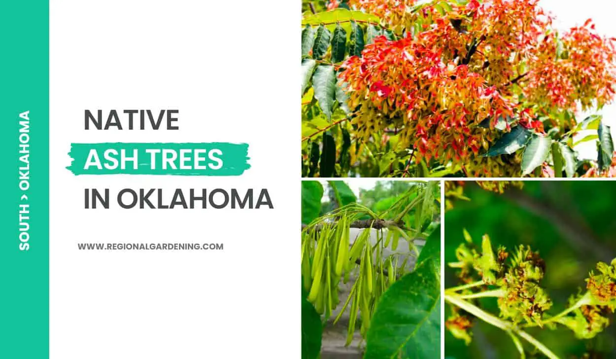 4 Native Ash Trees In Oklahoma (Photos & Identification) Regional