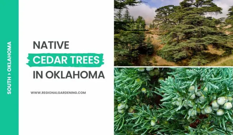 2 Native Cedar Trees In Oklahoma (Photos & Identification)