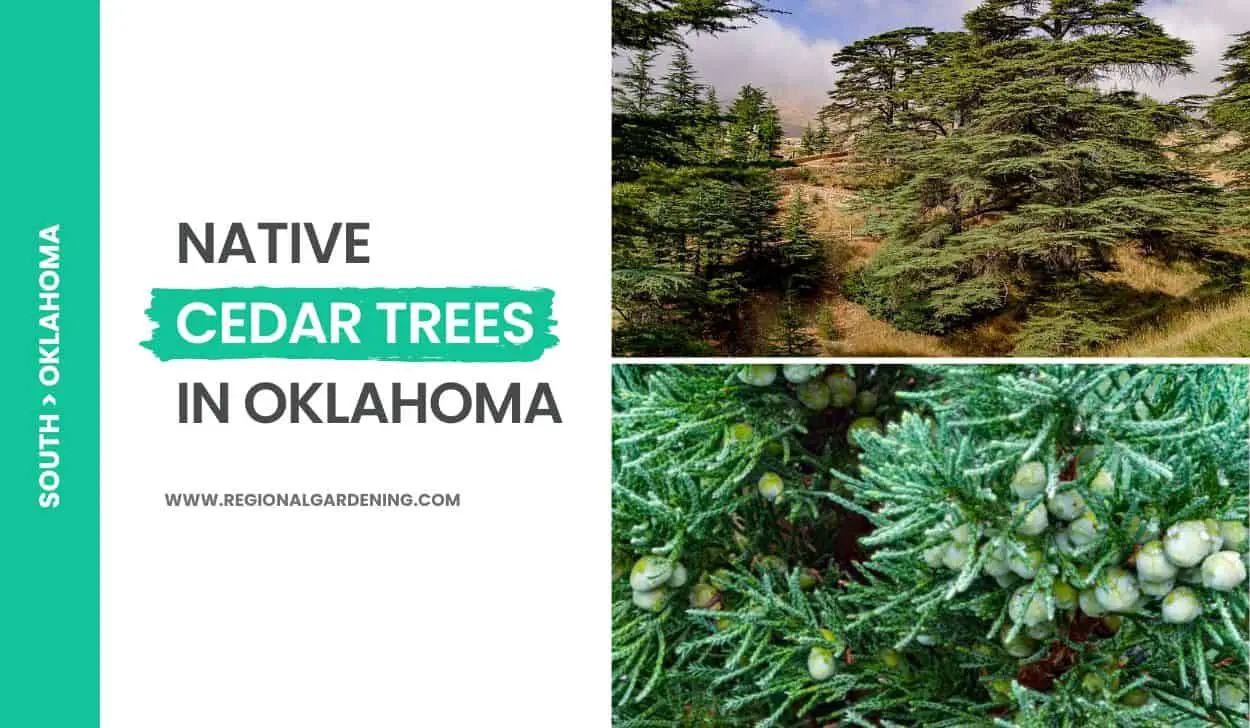 Native Cedar Trees In Oklahoma