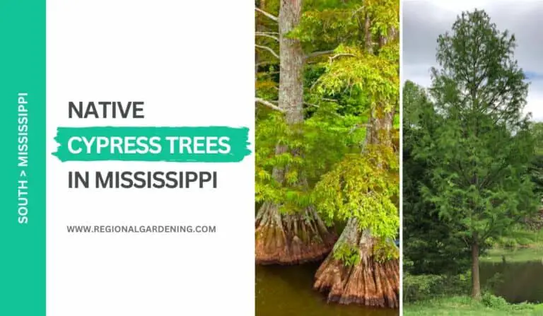 2 Common Cypress Trees In Mississippi (Photos & Identification)