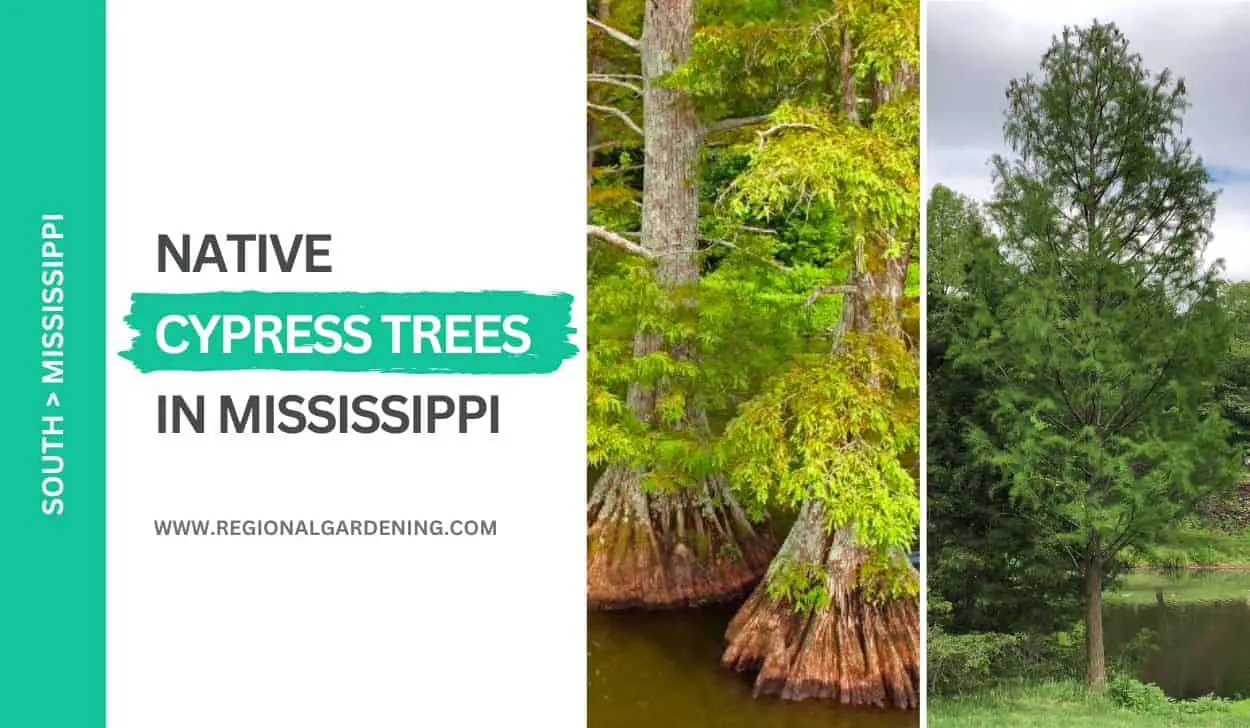 Native Cypress Trees In Mississippi