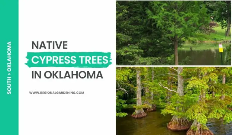 2 Native Cypress Trees In Oklahoma (Photos & Identification)